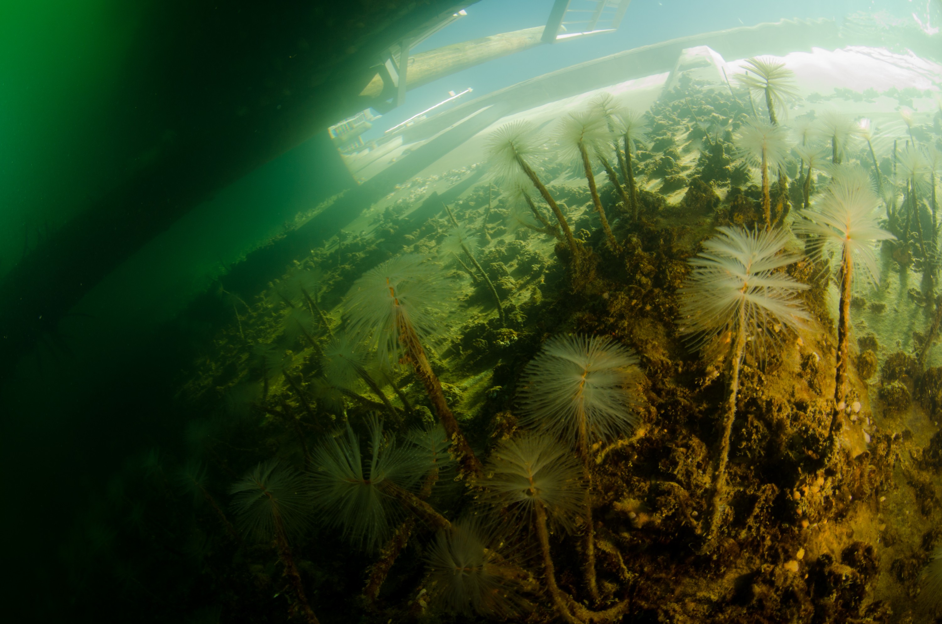 DSC_3093 – Mediterranean, fanworm, Sabella, spallanzanii, marine, pest, Auckland, underwater, crispin, nz, new, zealand, new zealand, fan, worm, marine, pest, invasive, Biosecurity